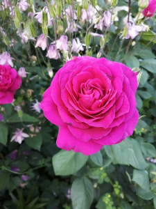 ��� ����� (Big Purple)