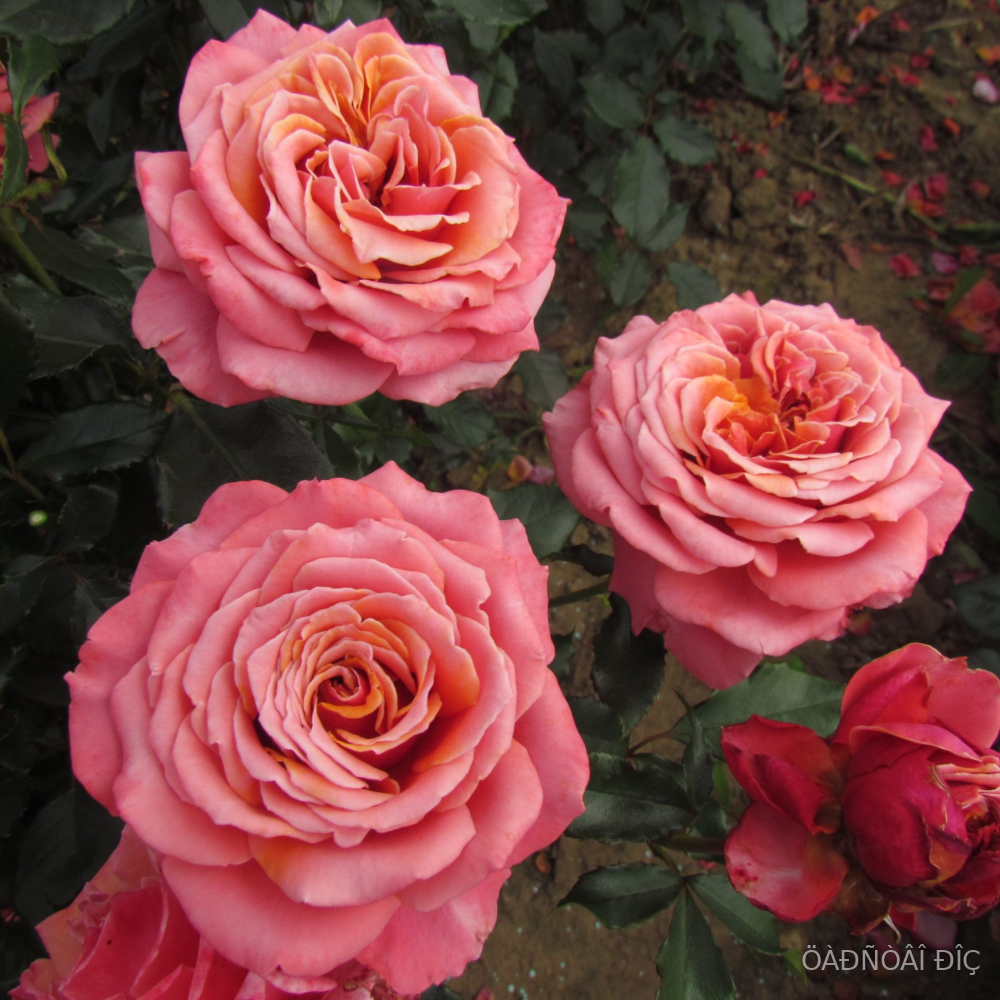 ������ ���� (Copper Light)