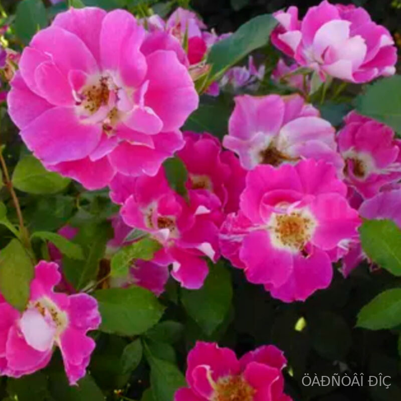 ���� ������ (Flash Gordon)