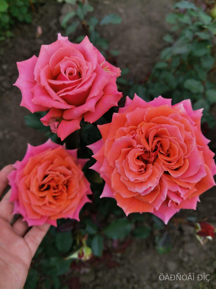 ������ ���� (Copper Light)