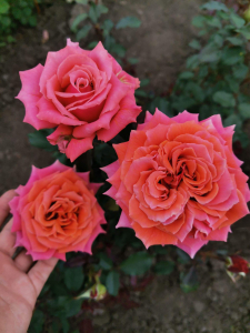 ������ ���� (Copper Light)