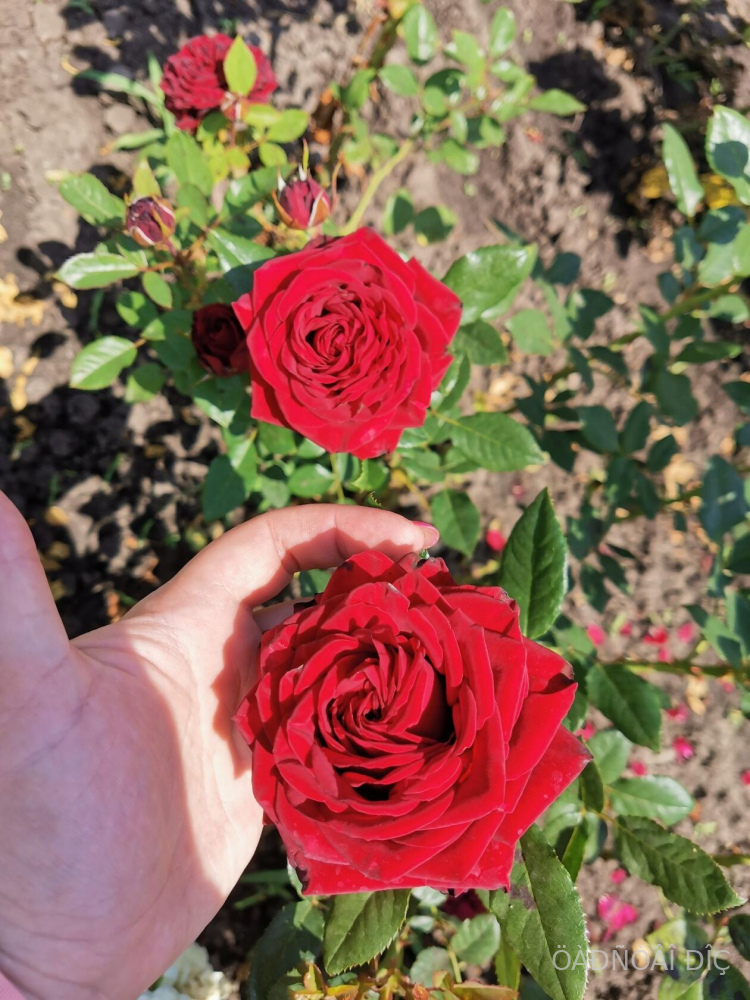 ����� ��� (Mayra�s Red)