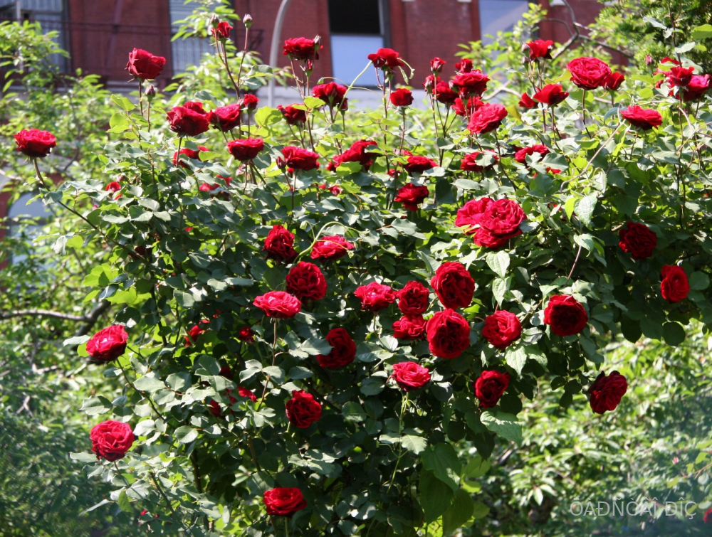 ��� ���� (Don Juan)