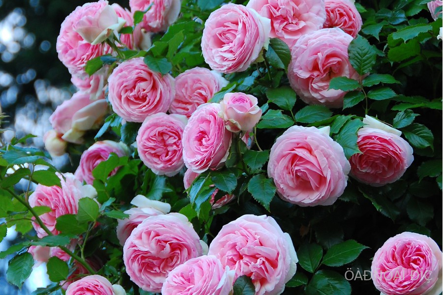 ���� �� ������ (Pierre De Ronsard)
