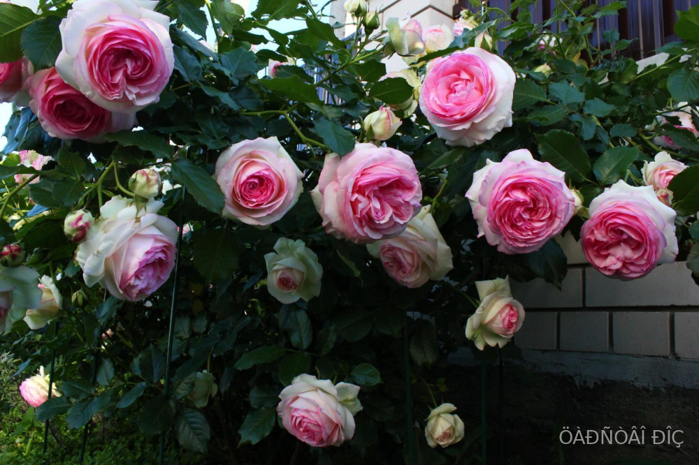 ���� �� ������ (Pierre De Ronsard)