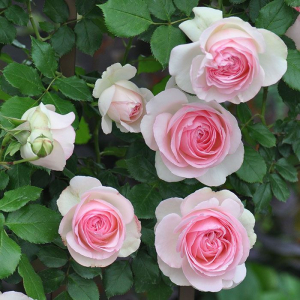 ���� �� ������ (Pierre De Ronsard)