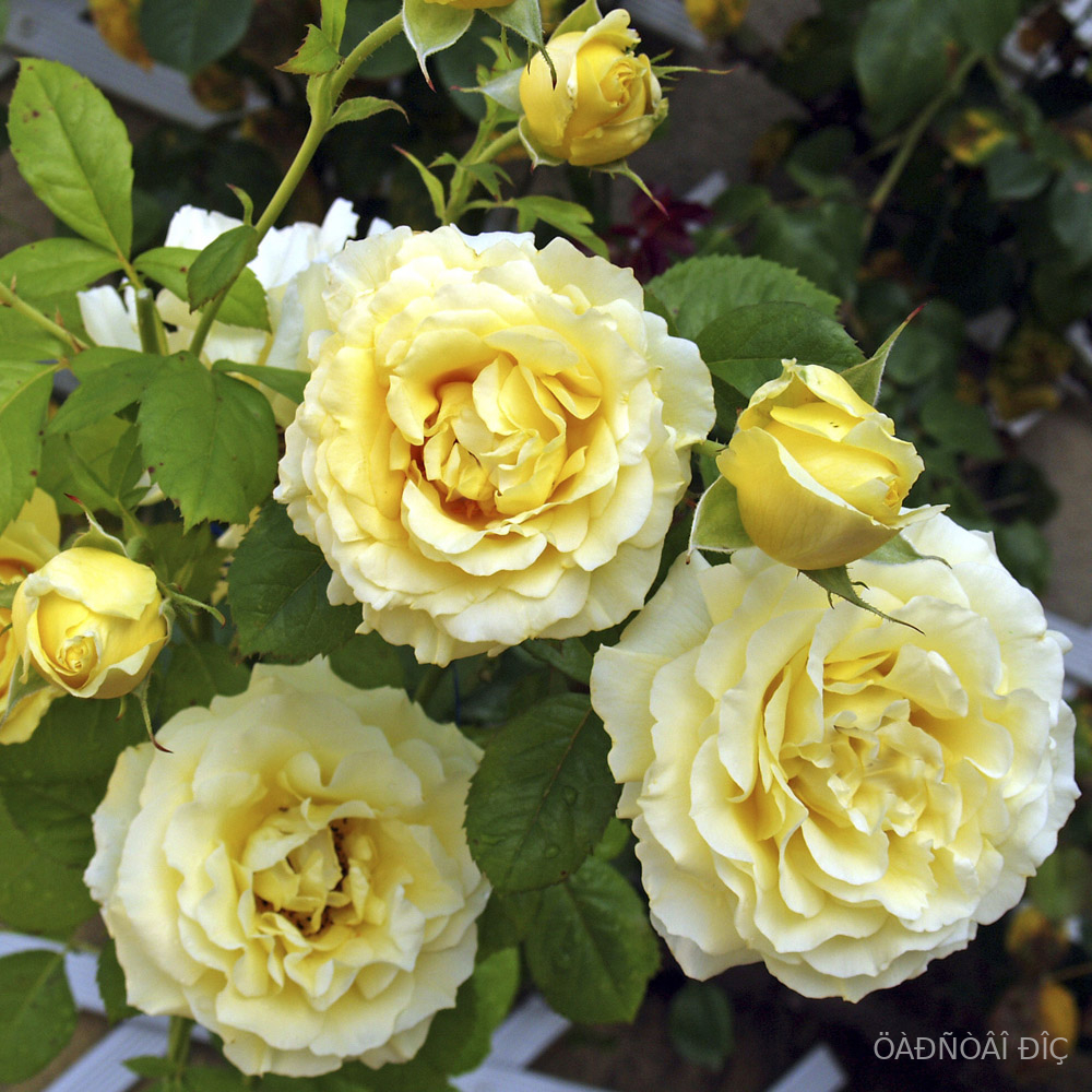 ������ �� �������� (Cyrano de Bergerac)