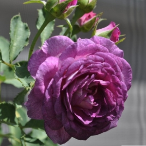 �������� ���� (Lavender Crush)