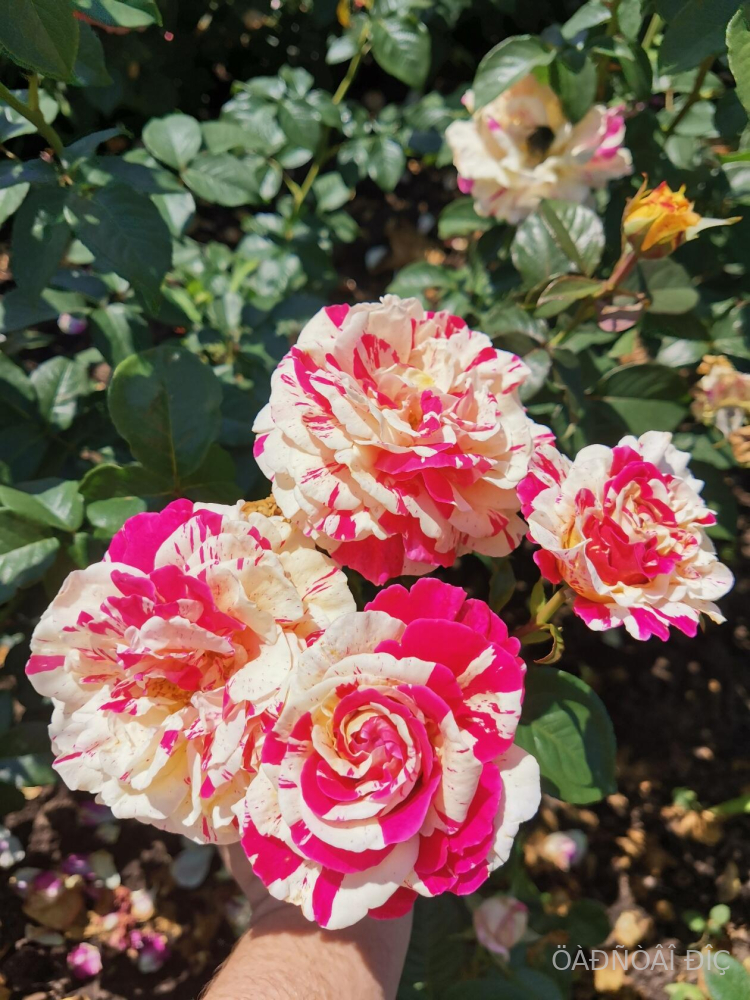 ������� ����� (Vanille Fraise)
