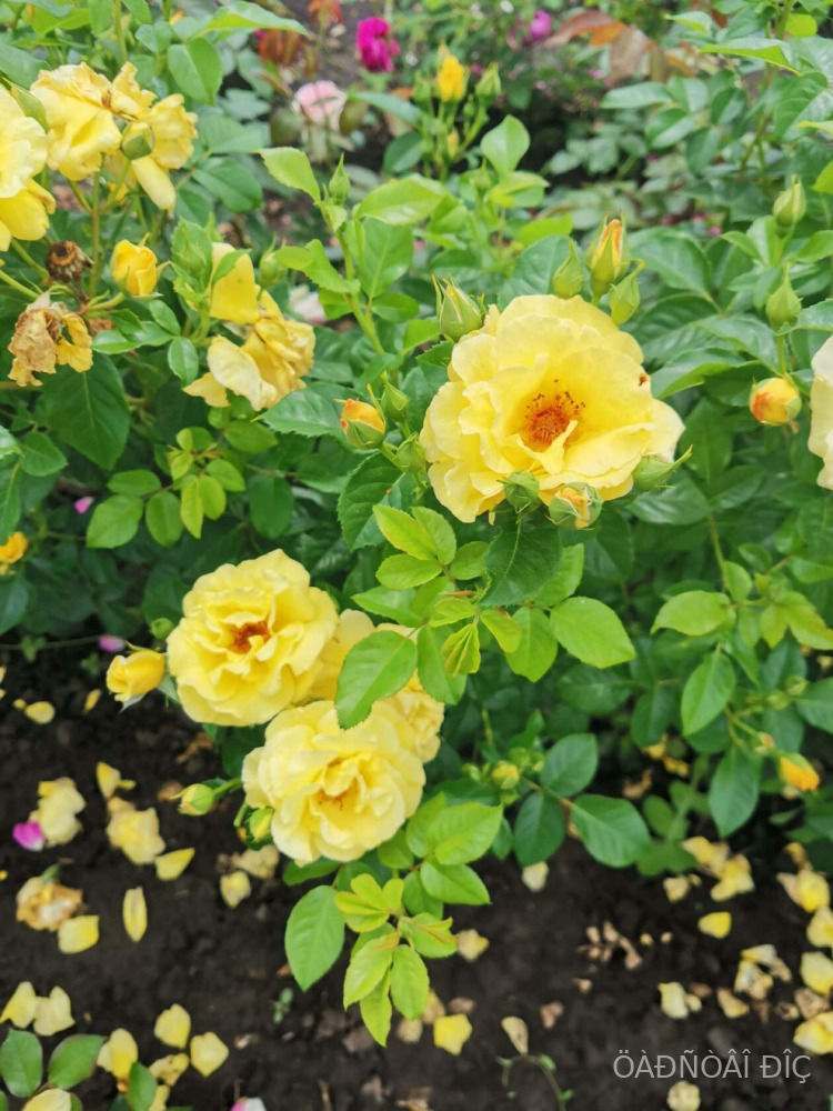 ����� (Lucia)