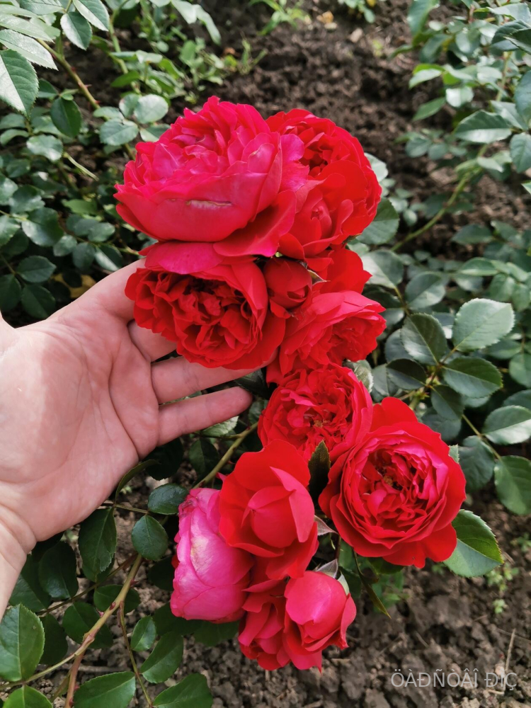 ���������� (Florentina)