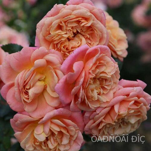 ��� ������ (Peach Melba)