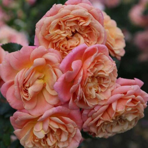 ��� ������ (Peach Melba)