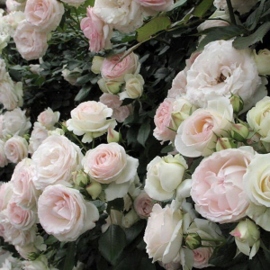����� ����� (Palais Royal)