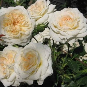 ��� ������ � �� ����� (Mon Jardin et Ma Maison)