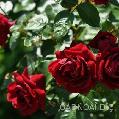 �������� (Highgrove)