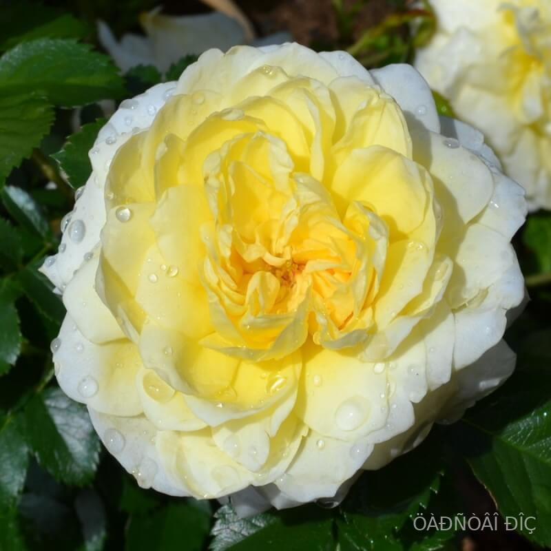 ���� ���������� (Nadia Meillandecor)
