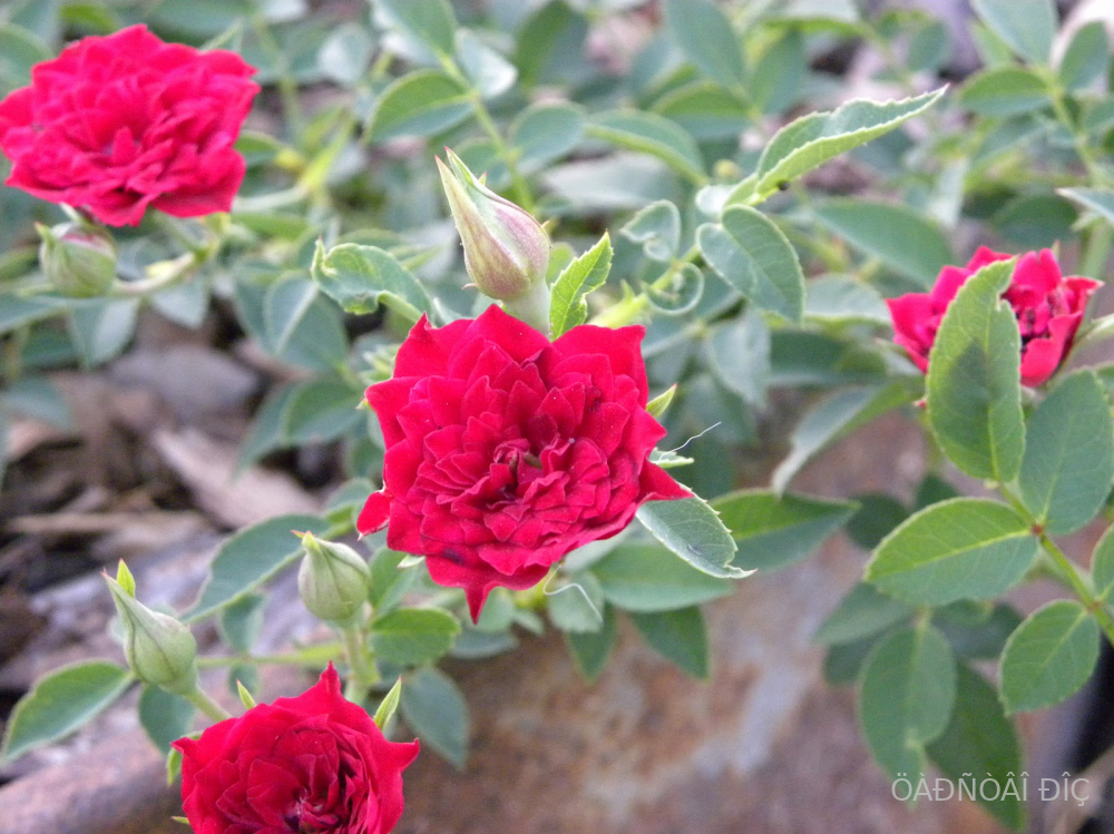 ��� ������ (Red Cascade)