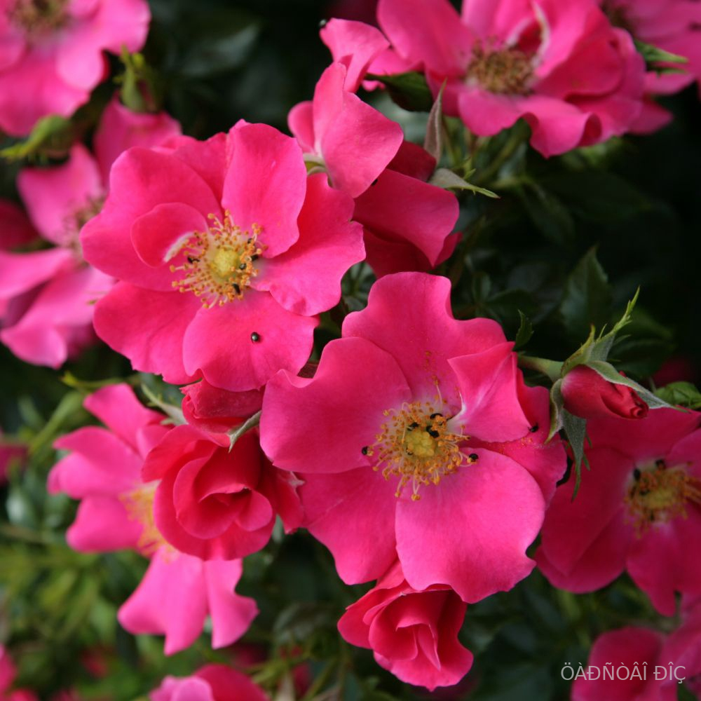 ����� ��� (Stadt Rom)