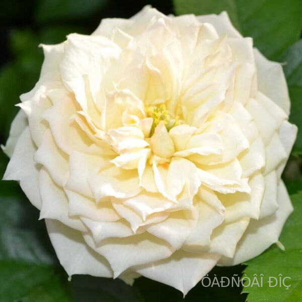 ������� (Blanchette)