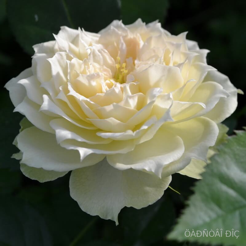 ������� (Blanchette)