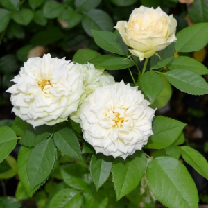 ������� (Blanchette)