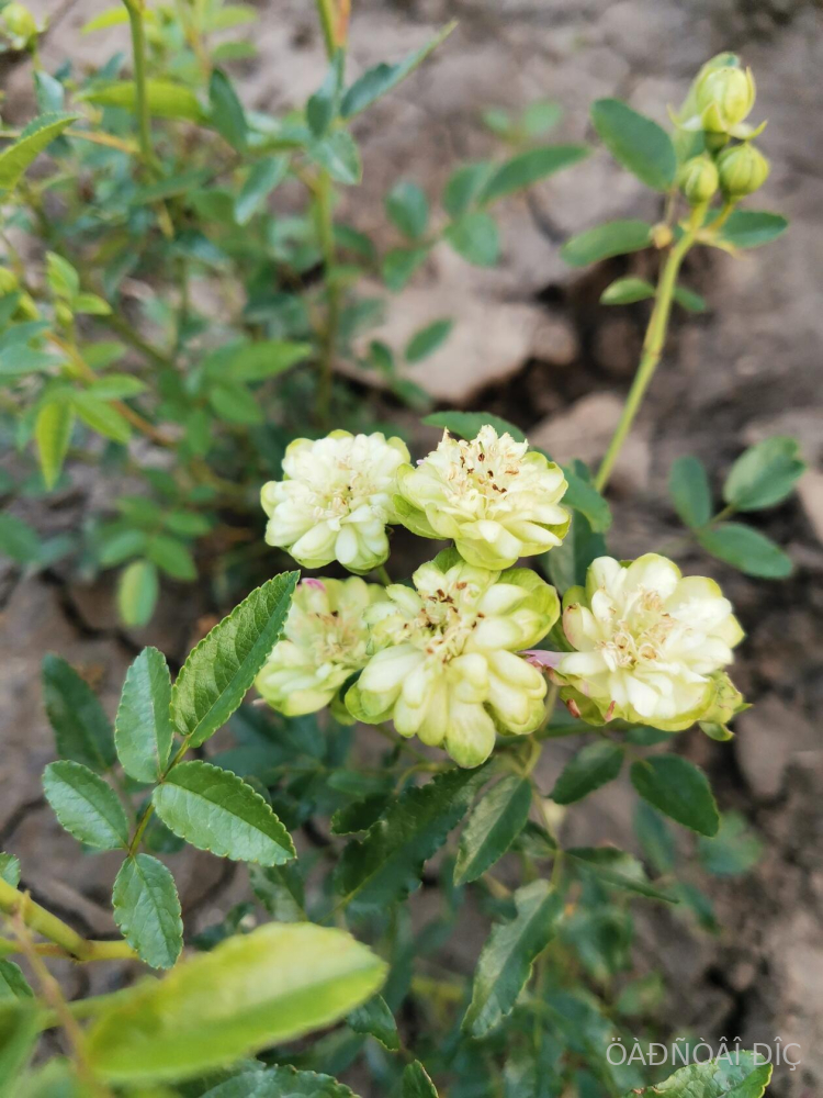 ����� ����� (Wild Eclair)