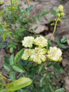 ����� ����� (Wild Eclair)
