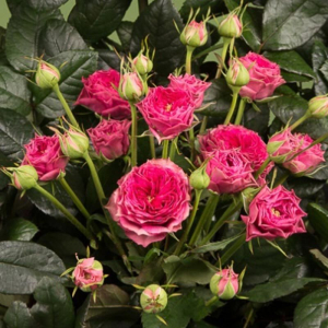 ������� ����� (Grandma's Finest Josy)