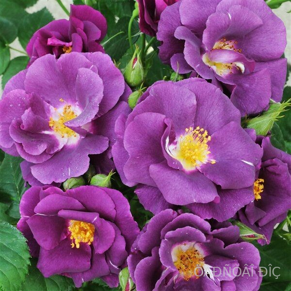 �������� �� ��� (Rhapsody in Blue)