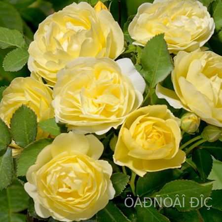 ������� �� ����� (Comtesse Du Barry or Golden Border)