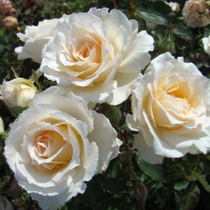 �������� (Poustinia)