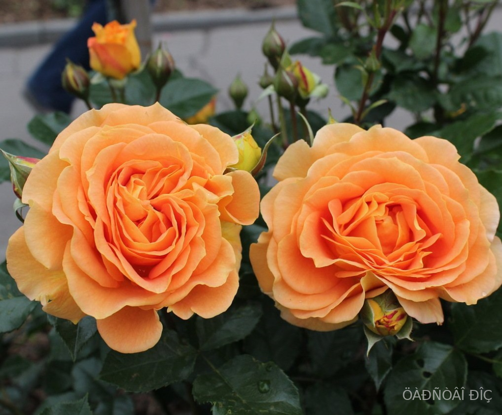 ������� (������ �����) (Goldelse)