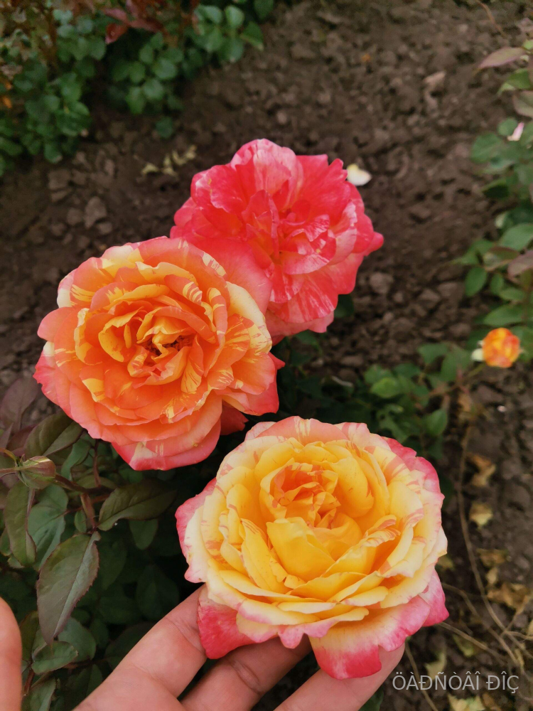 �������� � ����� (Oranges and Lemons).