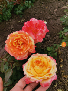 �������� � ����� (Oranges and Lemons).