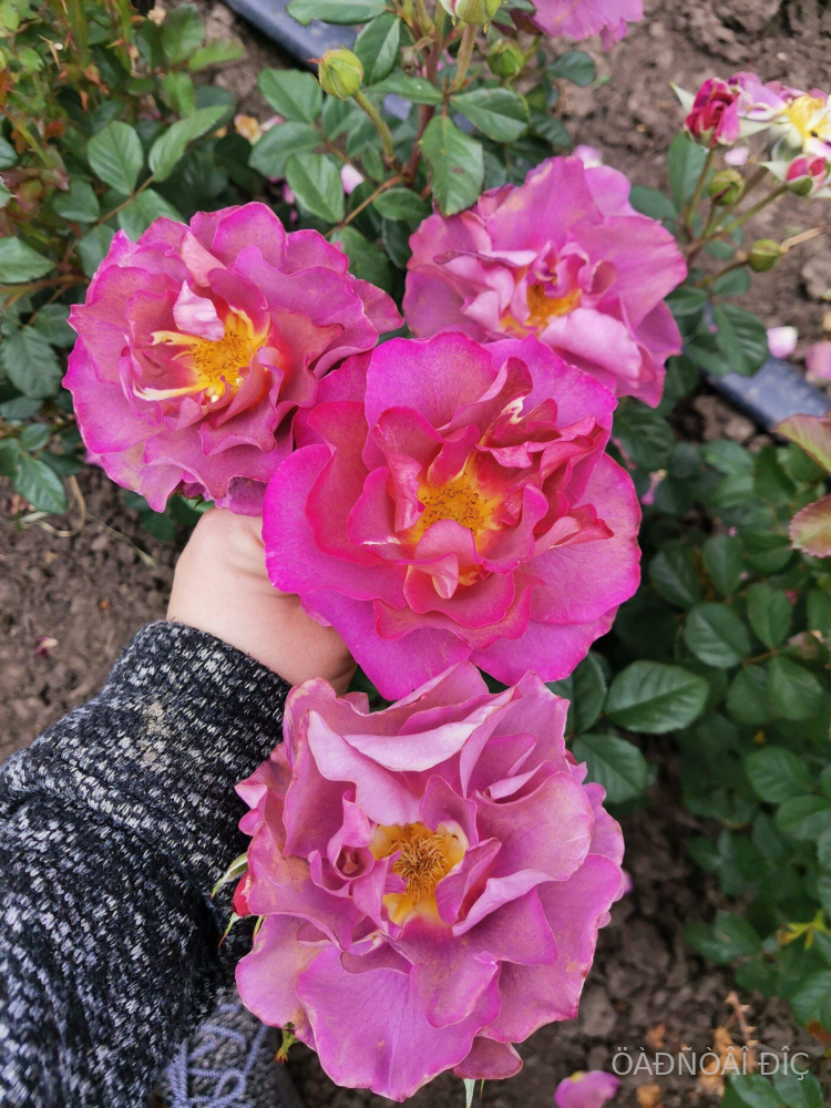 ���������� (Blauwestad)