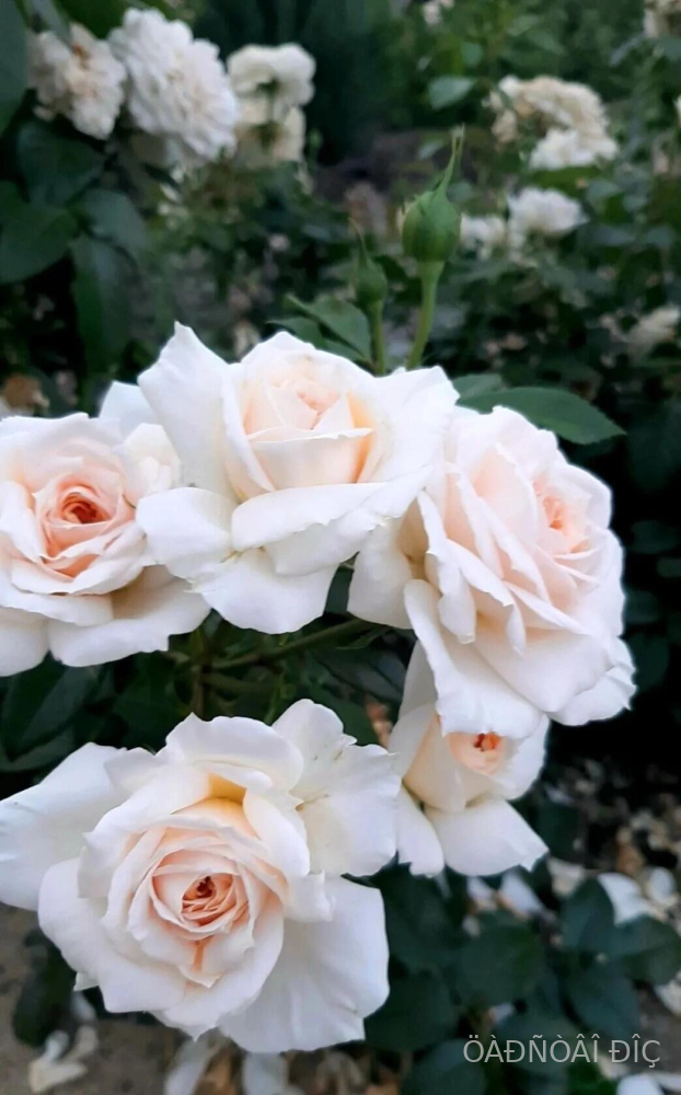 ����� ���� (Lions Rose)
