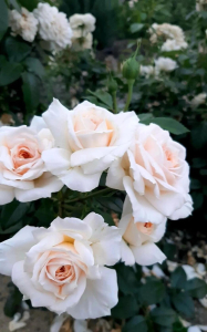 ����� ���� (Lions Rose)