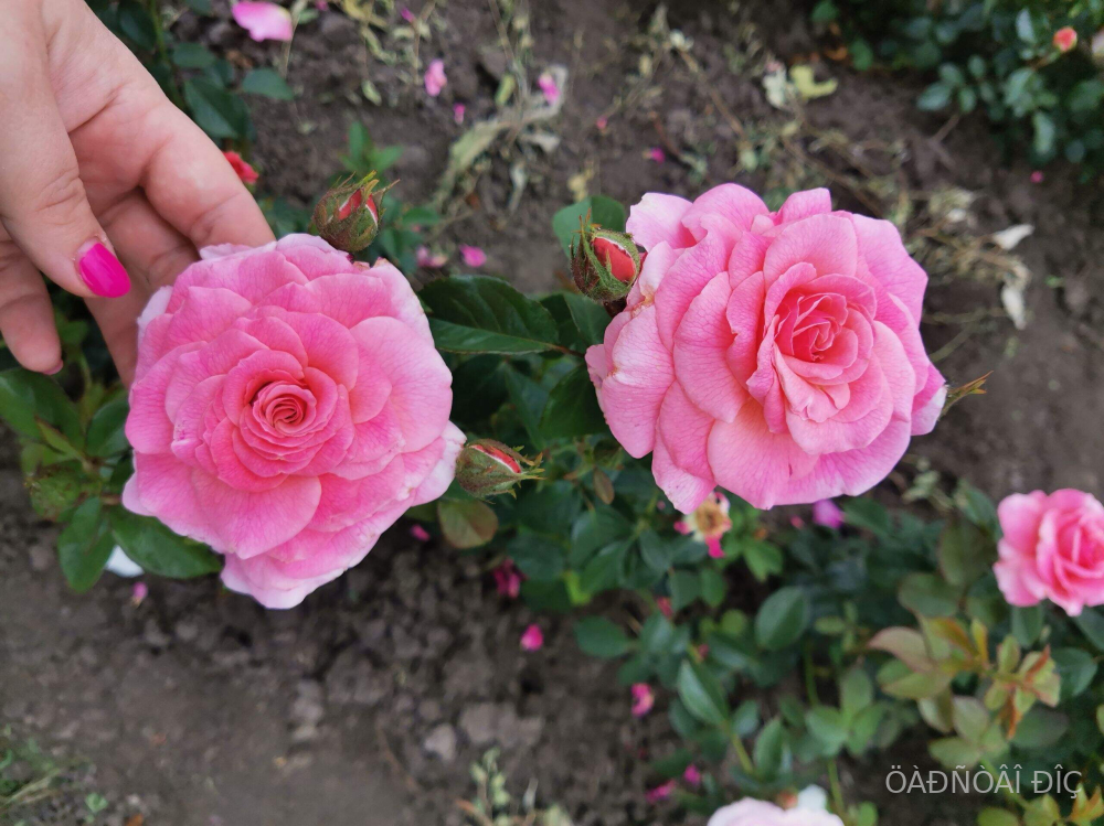 ����� ���� (Tikled Pink)