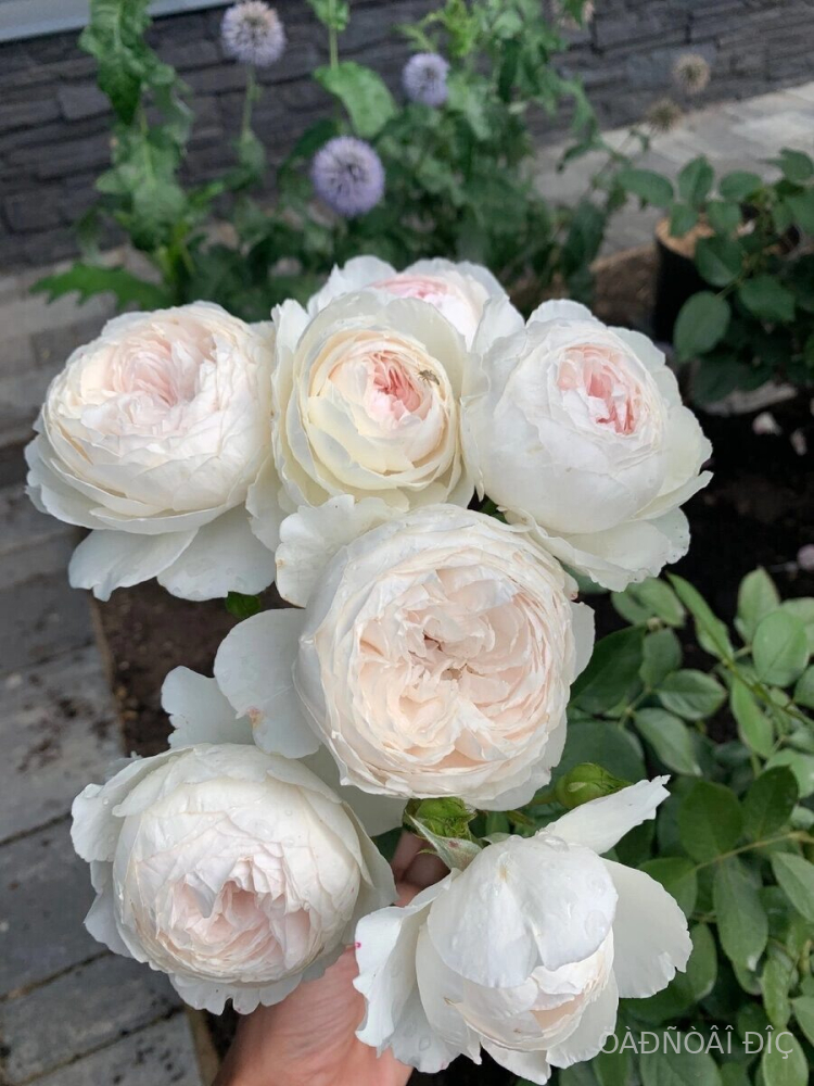 ��������� ��������� (Herzogin Christiana)