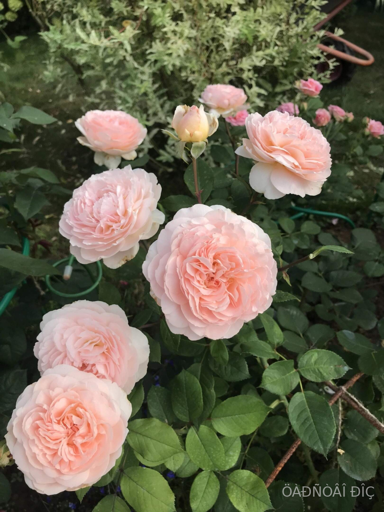 ������������ (Marchenzauber)