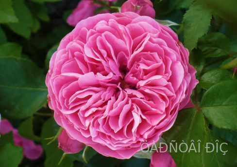 �������� �� ����� (Leonardo da Vinci)