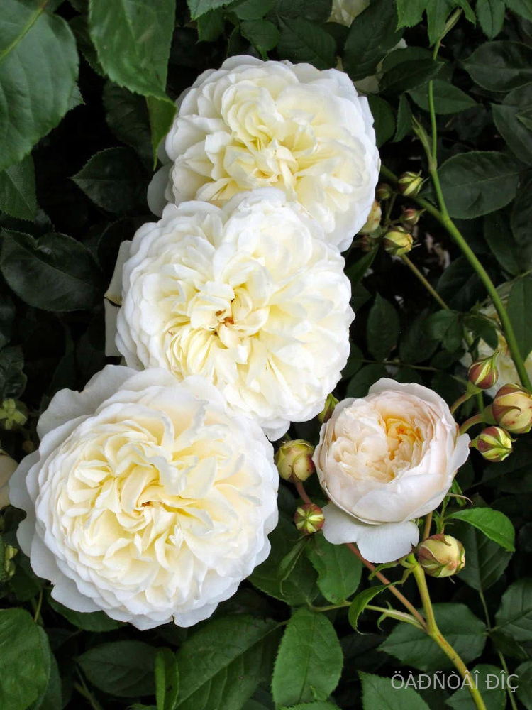 ������(����� �������� �� �����) Laitoz (Witte Leonardo Da Vinci)