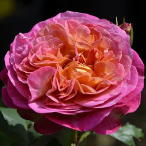 �� ���� �� �� ������ (Le Rosier De La Memoire)