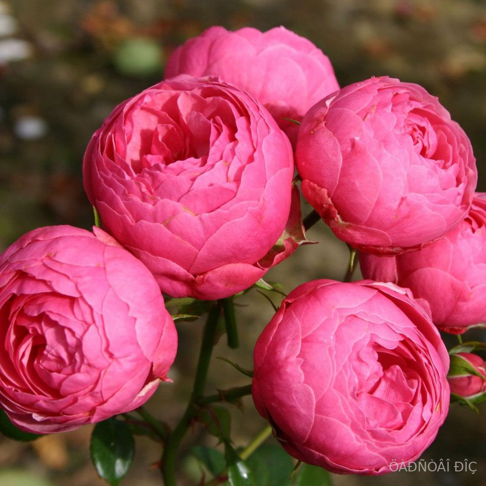 ����������(Pomponella)