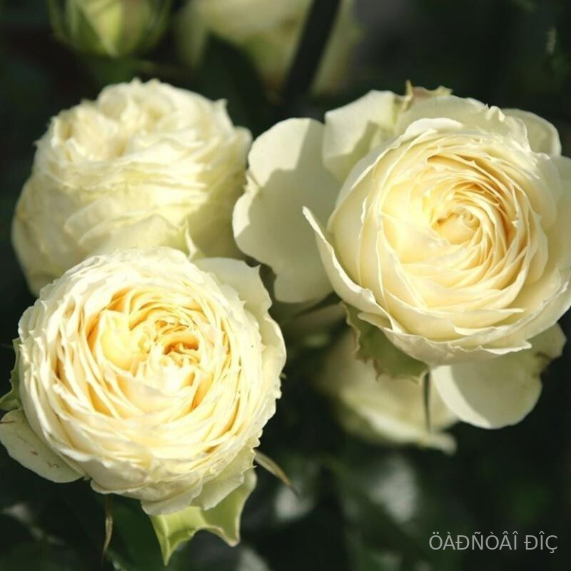 ����� ������ (Lemon Rokoko)