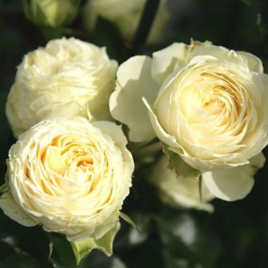 ����� ������ (Lemon Rokoko)