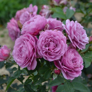 ��� ������ (Rose Thelma).