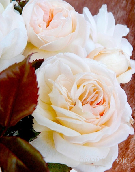 ���� ���� ���� (White Fox Rose)
