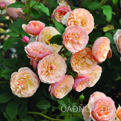 ������� ������ (Natalija Frayla)